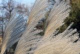 genus Miscanthus