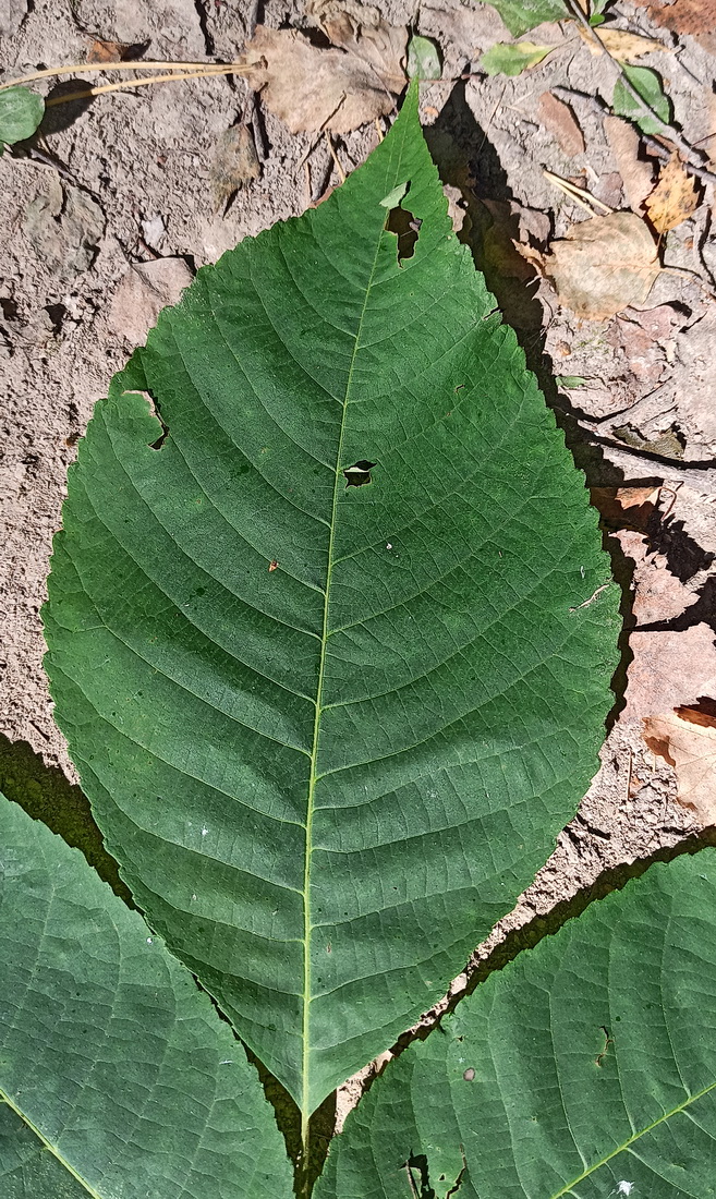 Image of Juglans mandshurica specimen.