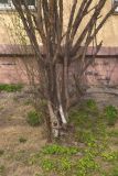 Cornus mas