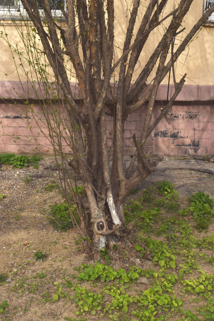 Изображение особи Cornus mas.