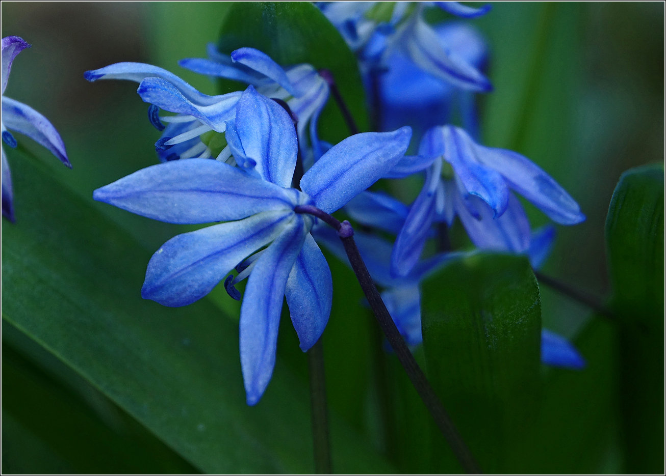Изображение особи Scilla siberica.