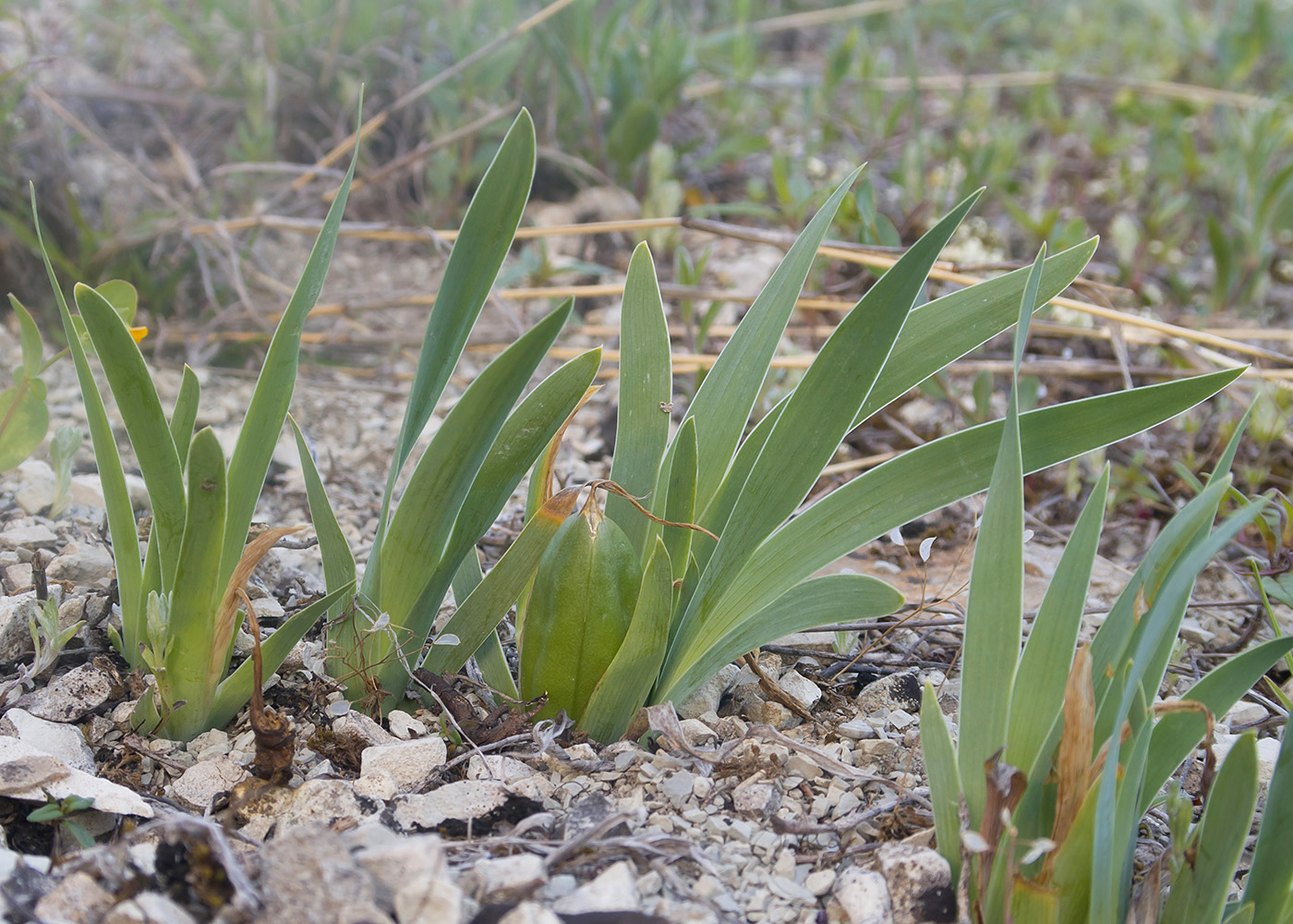 Image of Iris pumila specimen.