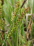 genus Carex. Часть побега с соплодиями. Хабаровский край, окр. г. Комсомольск-на-Амуре, разнотравный луг. 28.05.2015.
