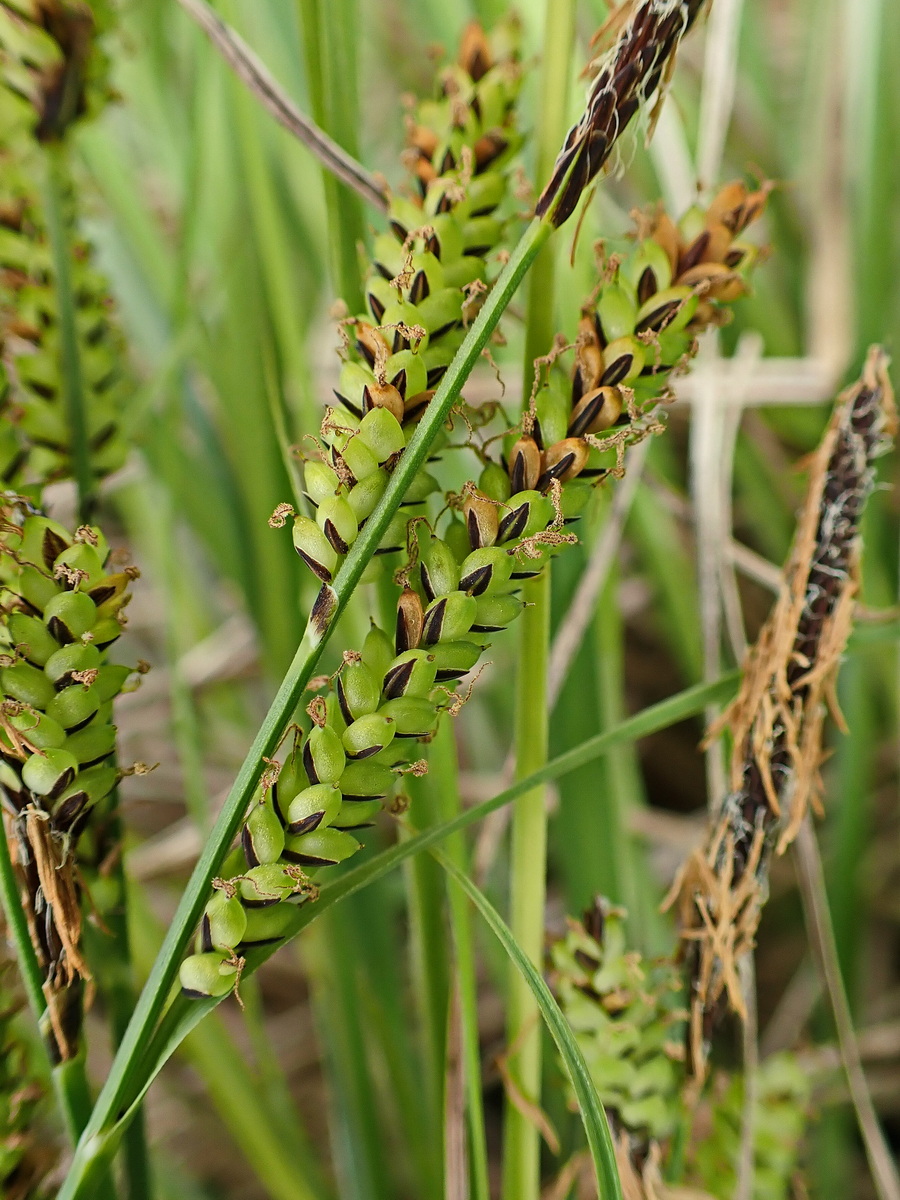 Image of genus Carex specimen.