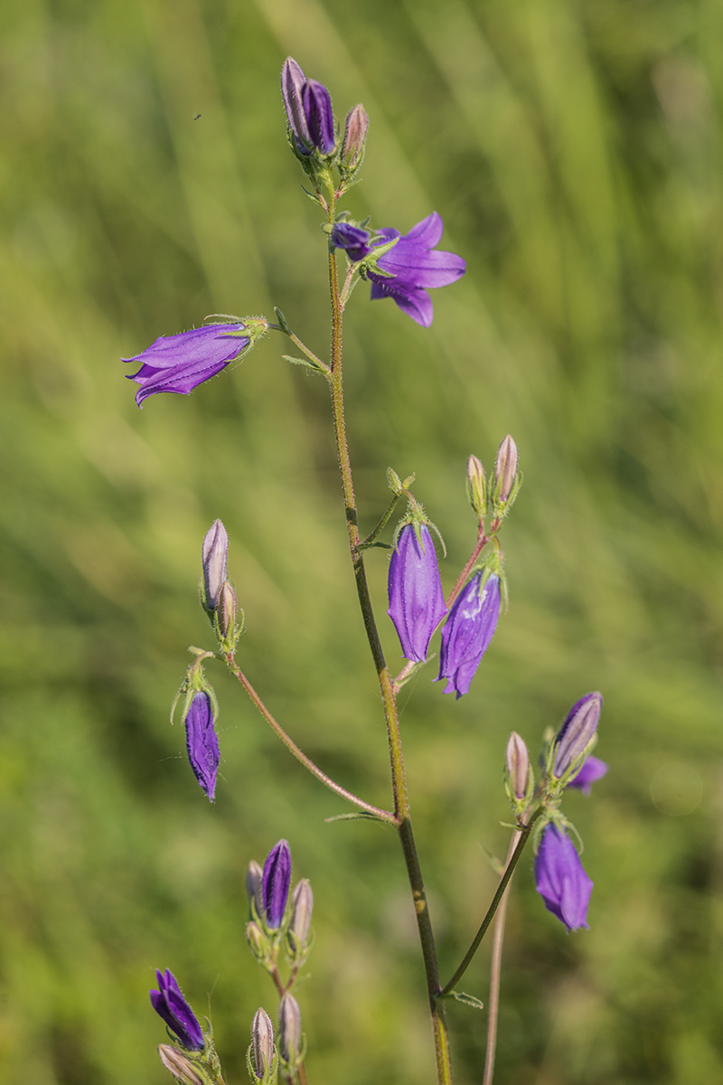 Image of Campanula praealta specimen.