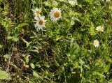 род Leucanthemum