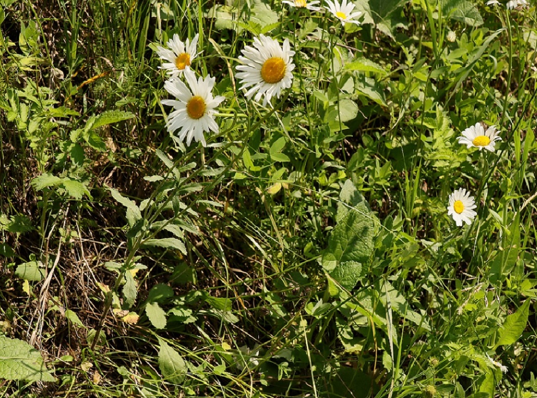 Image of genus Leucanthemum specimen.