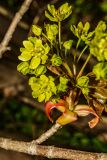 Acer platanoides