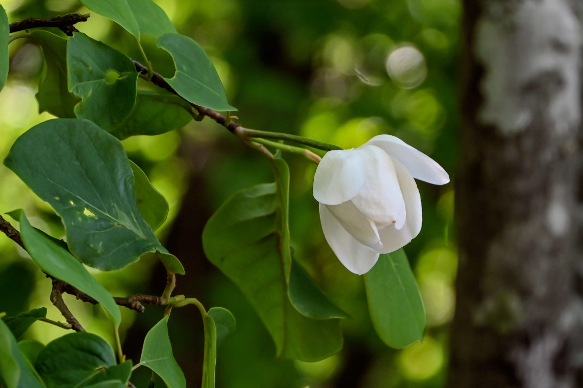 Image of Magnolia sieboldii specimen.