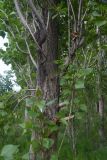 genus Populus. Нижняя часть дерева. Турция, ил Ван, рядом с водопадом Мурадие, левый берег р. Бендимахи, роща. 20 мая 2025 г.