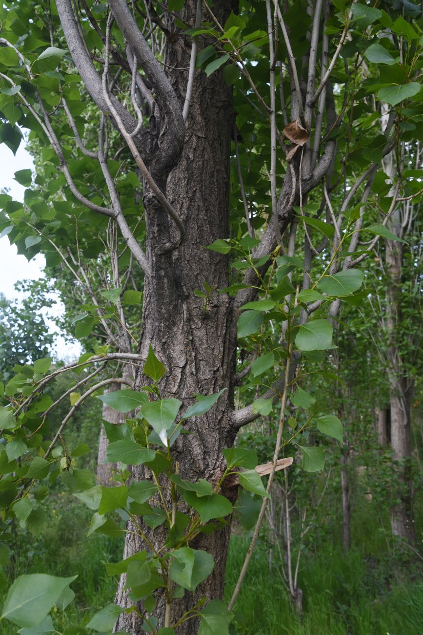 Image of Populus nigra specimen.