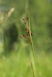 Luzula multiflora