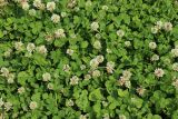 Trifolium repens. Цветущие растения. Смоленск, ул. Тимирязева, пустырь у крепостной стены. 10.06.2025.