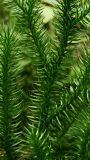 Lycopodium clavatum. Части веточек. Хабаровский край, окр. г. Комсомольск-на-Амуре, лиственный лес, берег ручья. 09.08.2025.