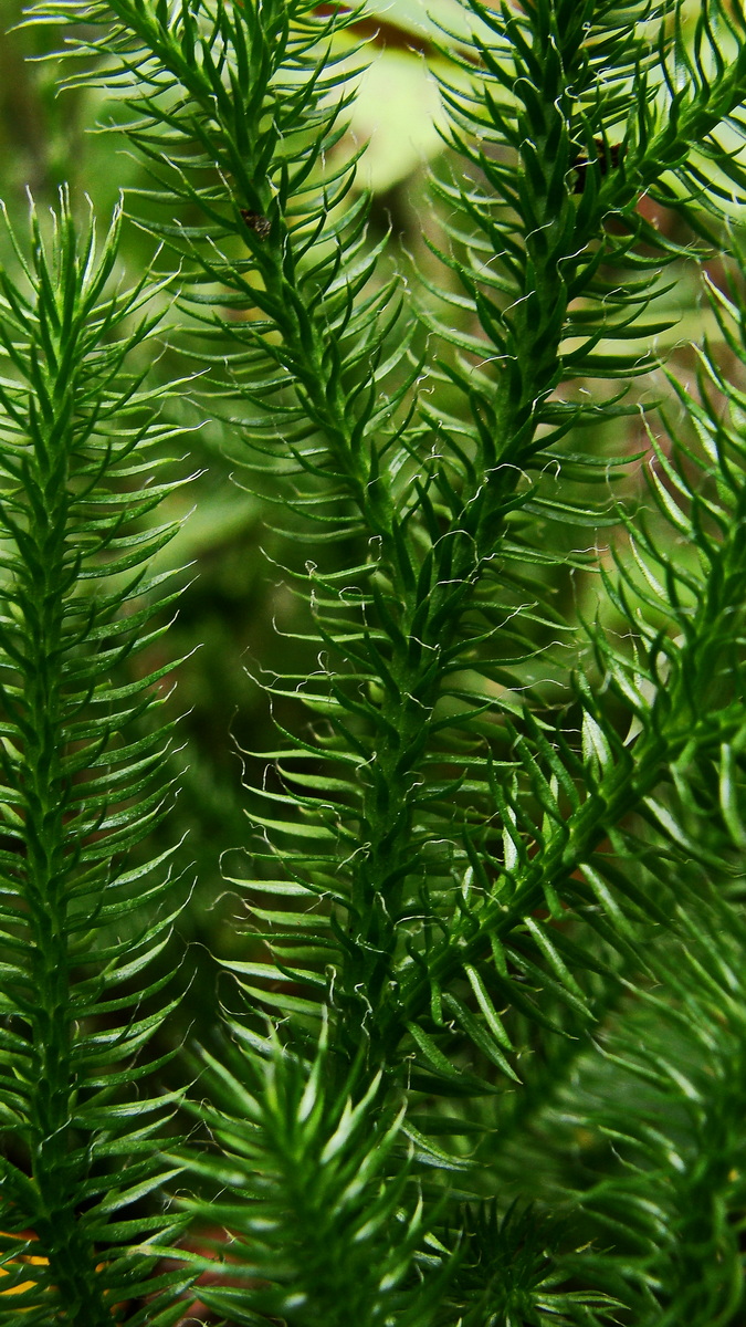 Image of Lycopodium clavatum specimen.