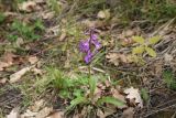 Orchis mascula. Цветущее растение. Республика Адыгея, окр. пос. Каменномостский, окр. горы Черединова, дубовый лес, поляна. 2 мая 2025 г.