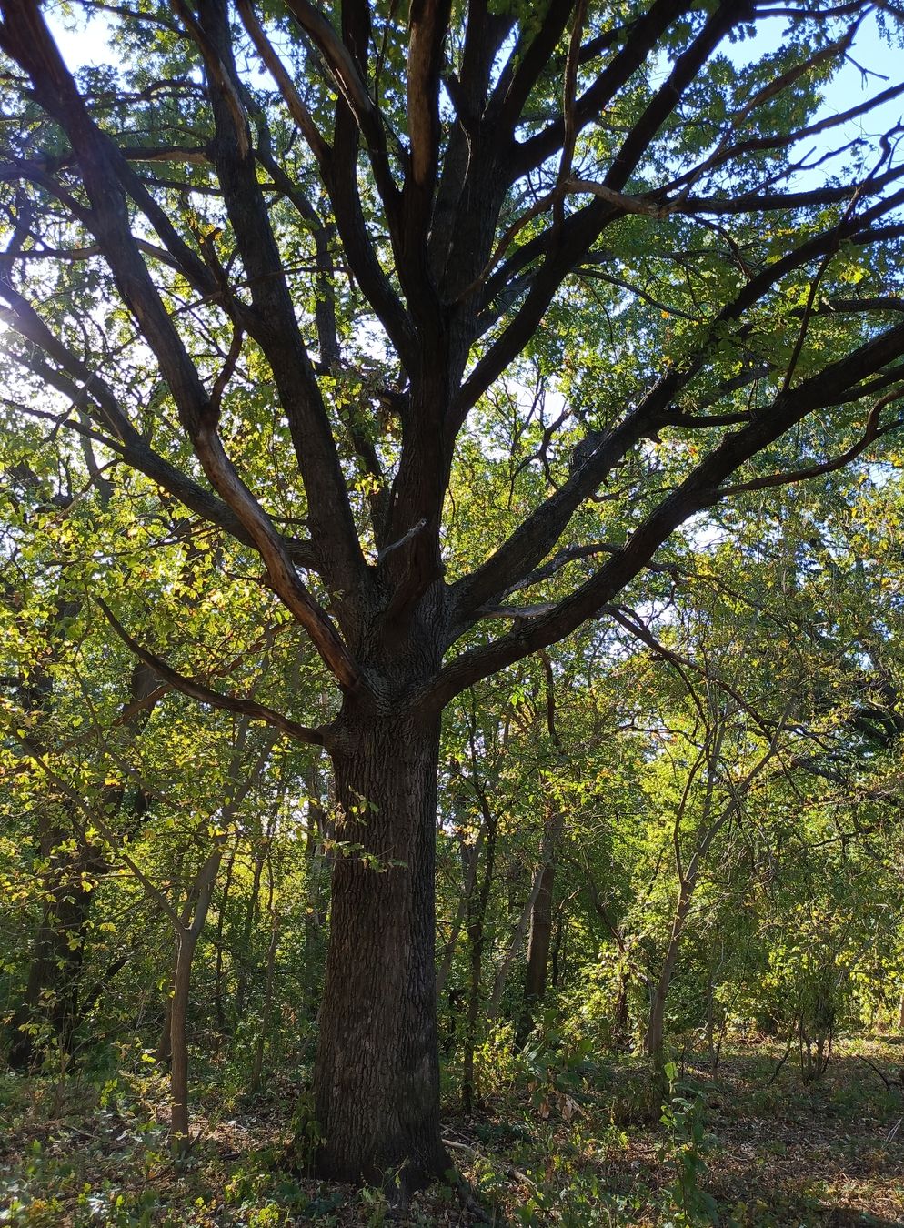 Image of Quercus robur specimen.