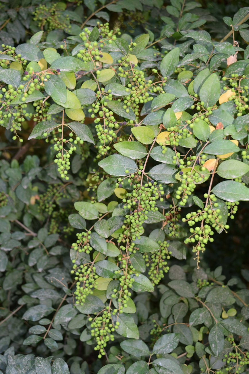 Изображение особи Ligustrum sinense.
