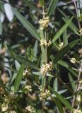 Phillyrea angustifolia. Верхушка побега с соцветиями. Испания, Каталония, пров. Жирона, комарка Баш Эмпорда, муниципалитет Калонже, в подлеске дубово-соснового леса, обочина лесной дороги. 07.04.2025.