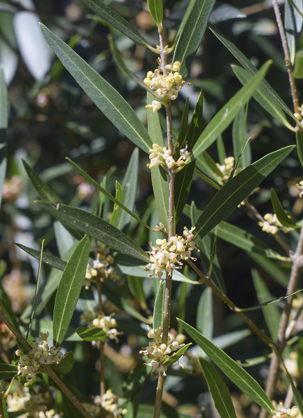 Изображение особи Phillyrea angustifolia.