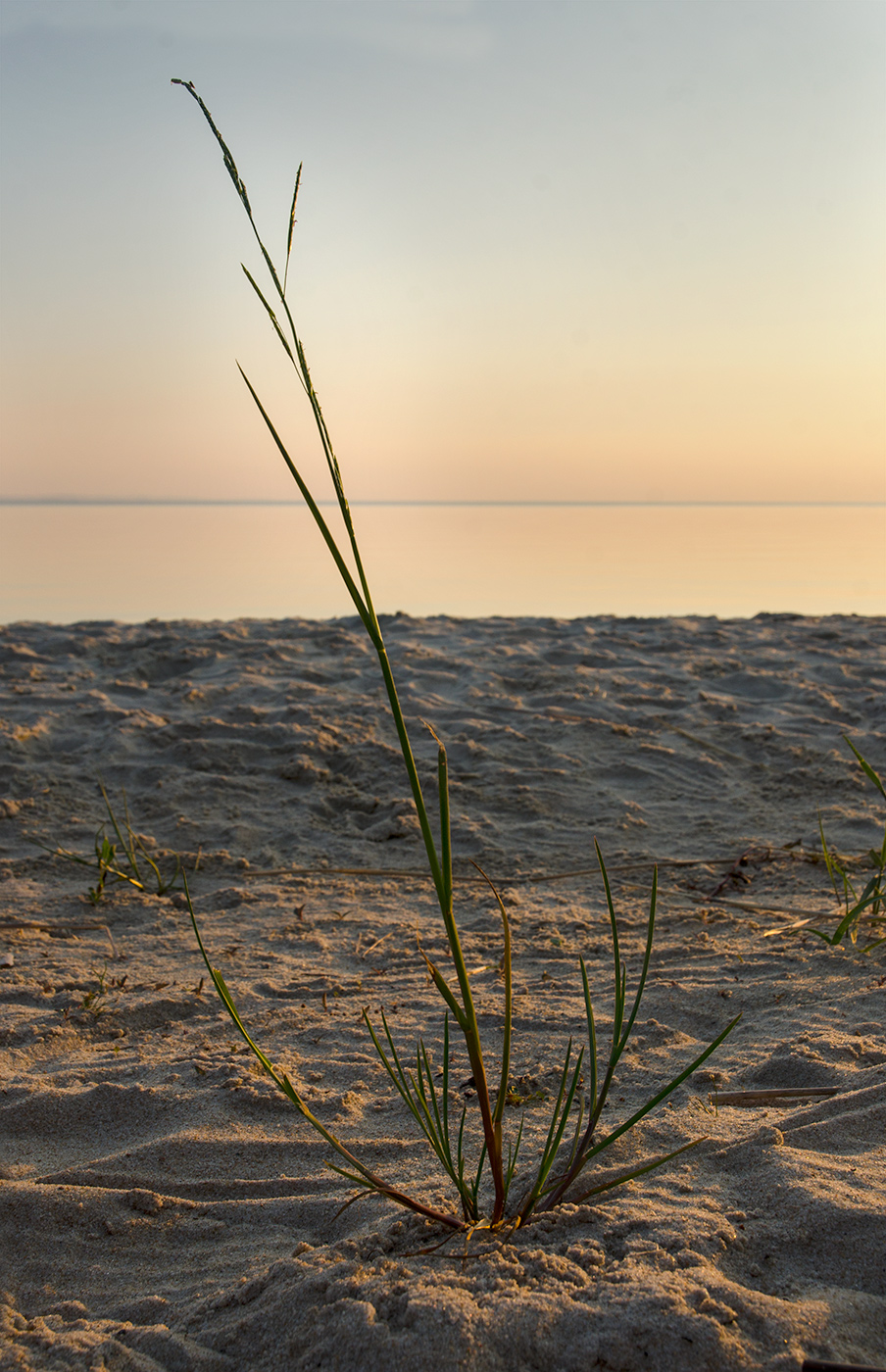 Изображение особи Glyceria notata.