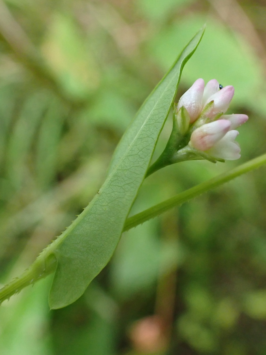 Image of Truellum sieboldii specimen.