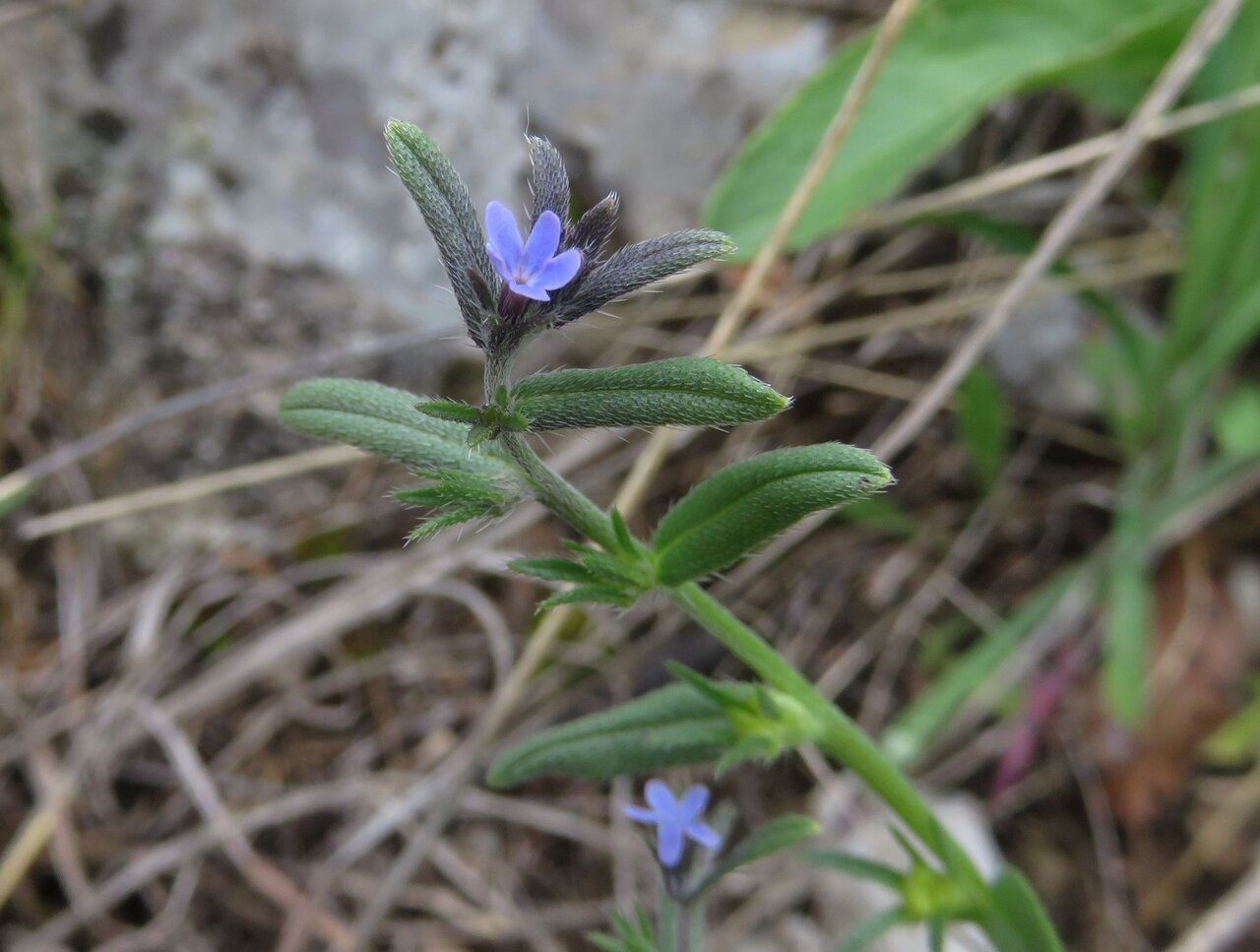 Изображение особи Buglossoides incrassata.