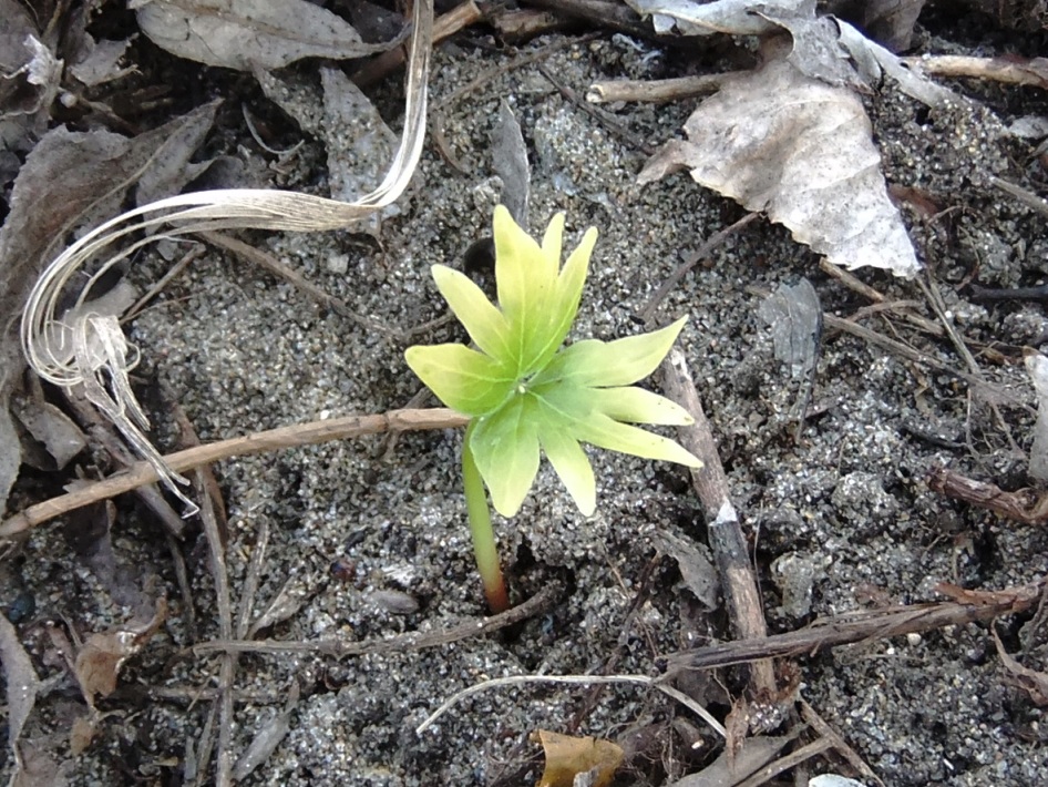 Image of genus Tilia specimen.