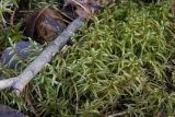 Pleurozium schreberi. Верхушки побегов. Свердловская обл., окр. г. Заречный, ур. Черемшанское болото, заболоченный участок леса, на почве. 21.10.2025.