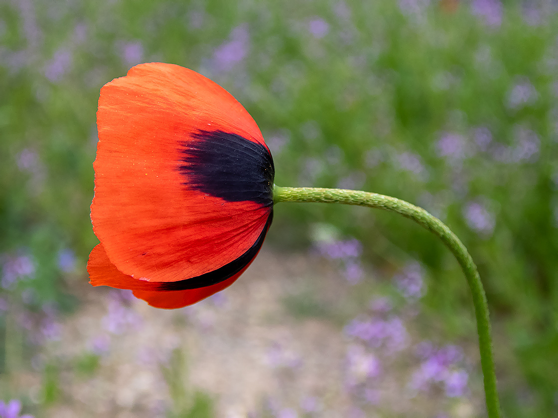 Image of Papaver stevenianum specimen.