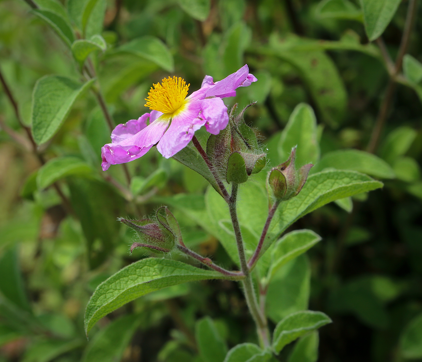 Image of Cistus tauricus specimen.