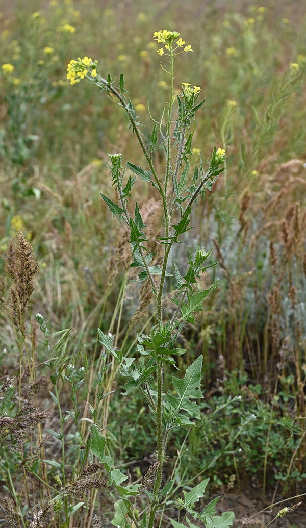 Изображение особи Sisymbrium loeselii.