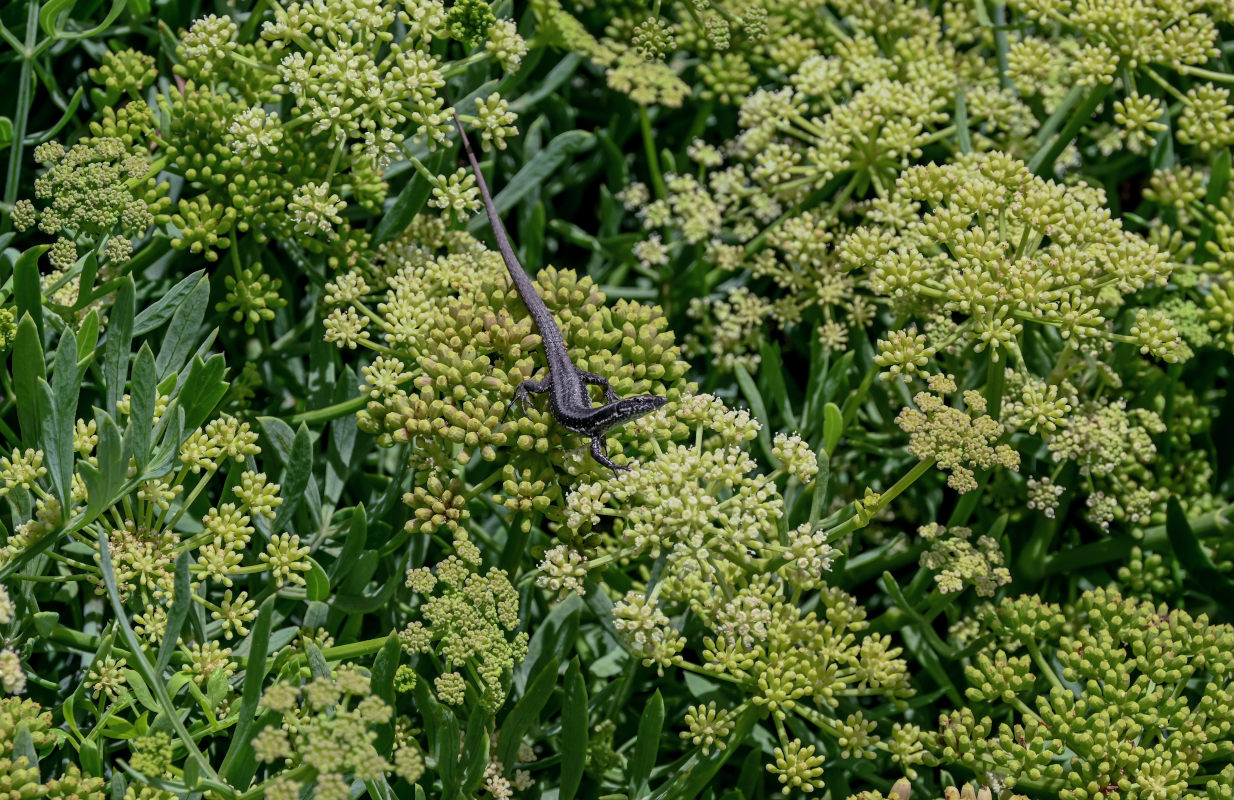 Изображение особи Crithmum maritimum.
