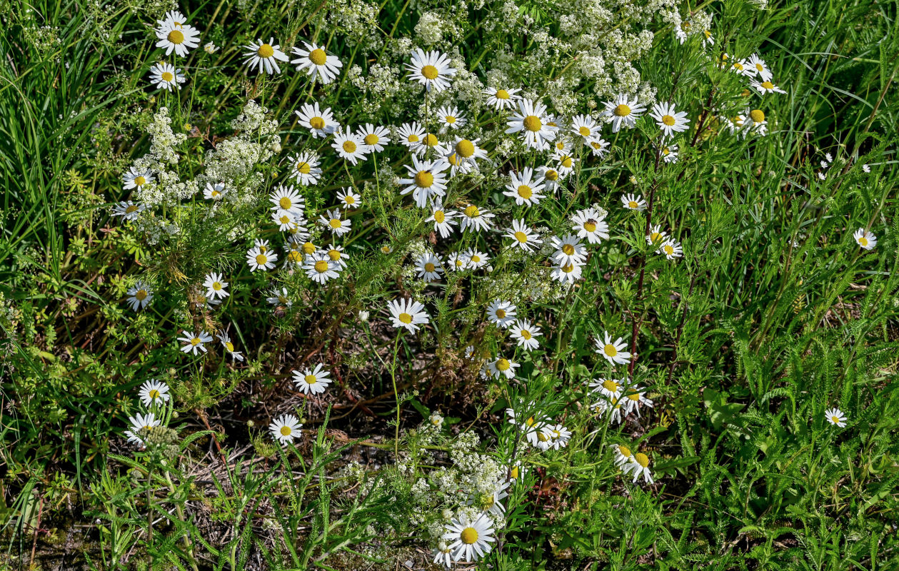 Изображение особи Tripleurospermum inodorum.