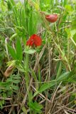 Lathyrus cicera