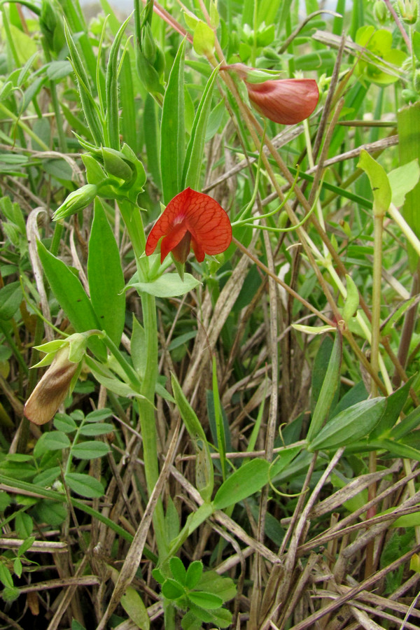 Image of Lathyrus cicera specimen.
