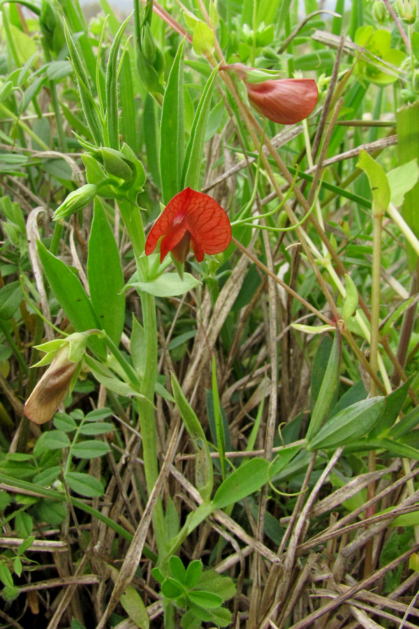 Изображение особи Lathyrus cicera.