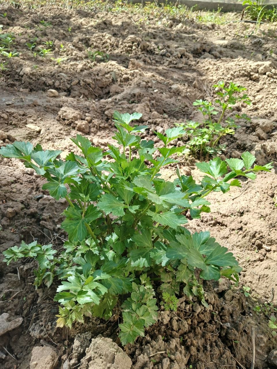 Image of Petroselinum crispum specimen.