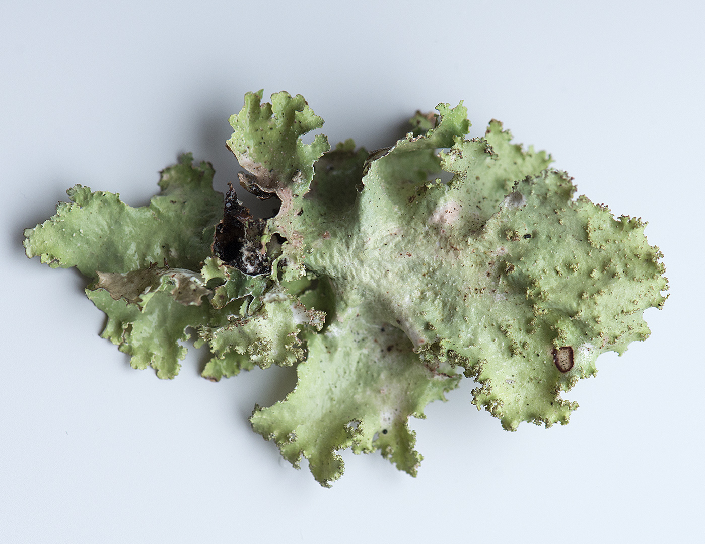 Image of Platismatia glauca specimen.