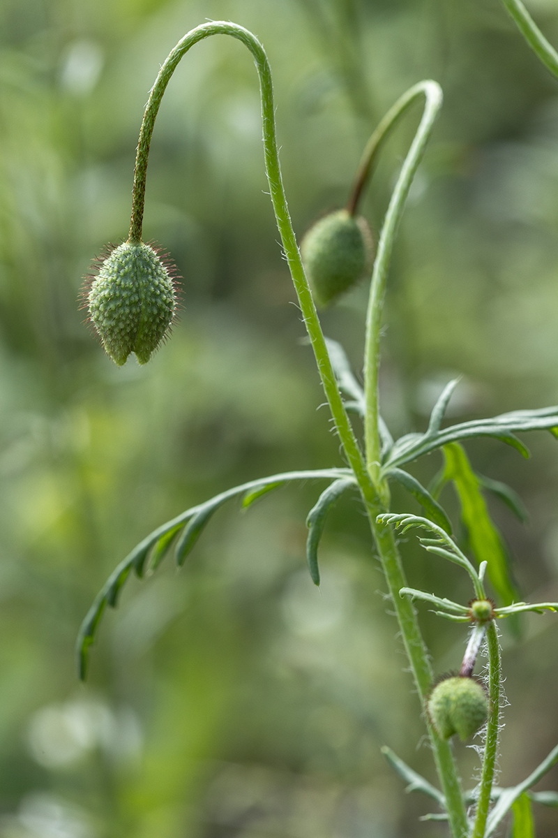 Image of genus Papaver specimen.