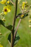 род Verbascum