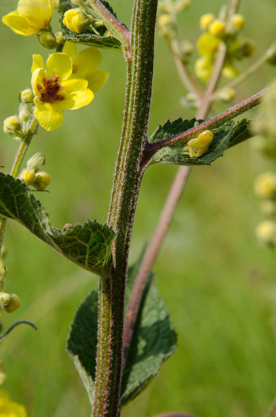 Image of genus Verbascum specimen.