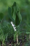 Convallaria keiskei. Цветущее растение. Приморский край, Ханкайский р-н, окр. с. Новониколаевка, западный берег оз. Ханка, в черноберёзово-дубовом (Betula davurica, Quercus mongolica) лесу. 27.05.2026.