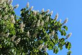Aesculus hippocastanum. Цветущие ветви. Санкт-Петербург, Кировский р-н, в уличном озеленении. 02.06.2026.