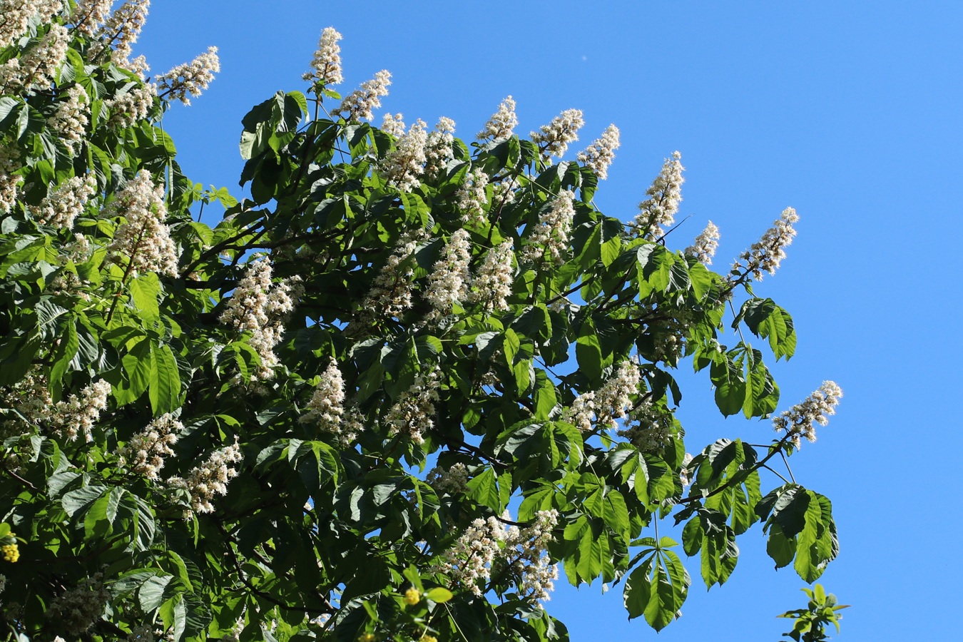 Image of Aesculus hippocastanum specimen.