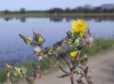 Helminthotheca echioides. Верхушка цветущего и плодоносящего растения. Испания, Каталония, пров. Жирона, комарка Баш Эмпорда, муниципалитет Пальс, обочина полевой дороги между заливными полями. 21.06.2026.