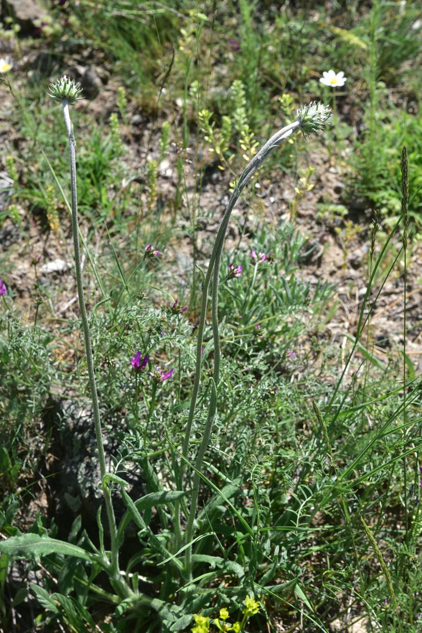 Image of genus Jurinea specimen.