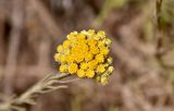 Helichrysum stoechas. Соцветия. Португалия, округ Бежа, дол. р. Рибейра ду Торгал, каменистый участок сухого склона. 04.06.2026.