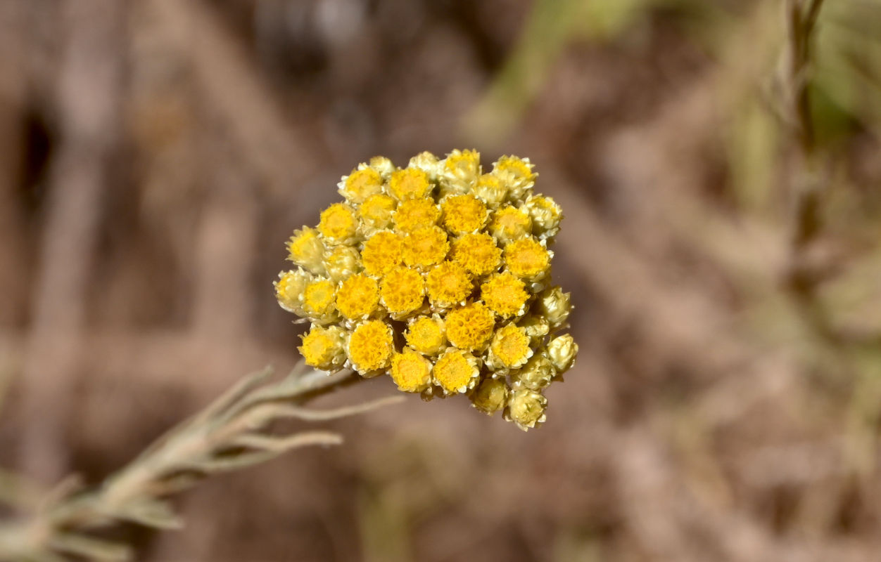 Image of Helichrysum stoechas specimen.