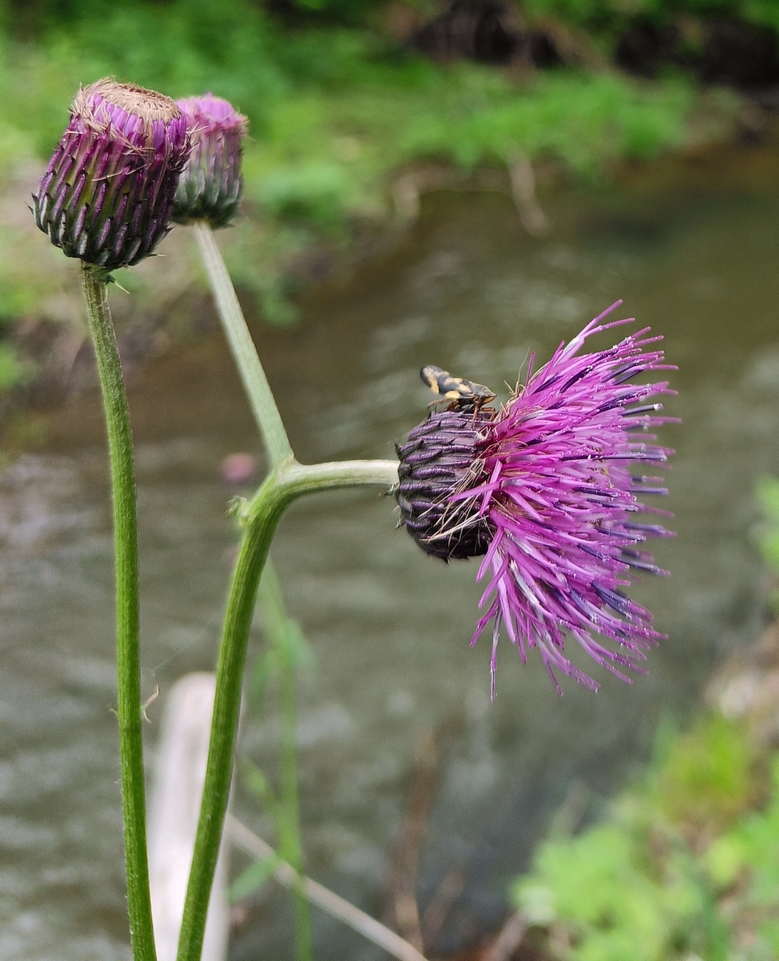 Image of genus Cirsium specimen.